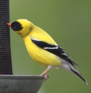 finch