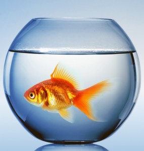 fishbowl_goldfish