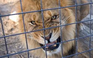 caged_lion_1397649c