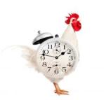 rooster-early-bird