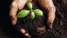 Hands Holding a Seedling and Soil