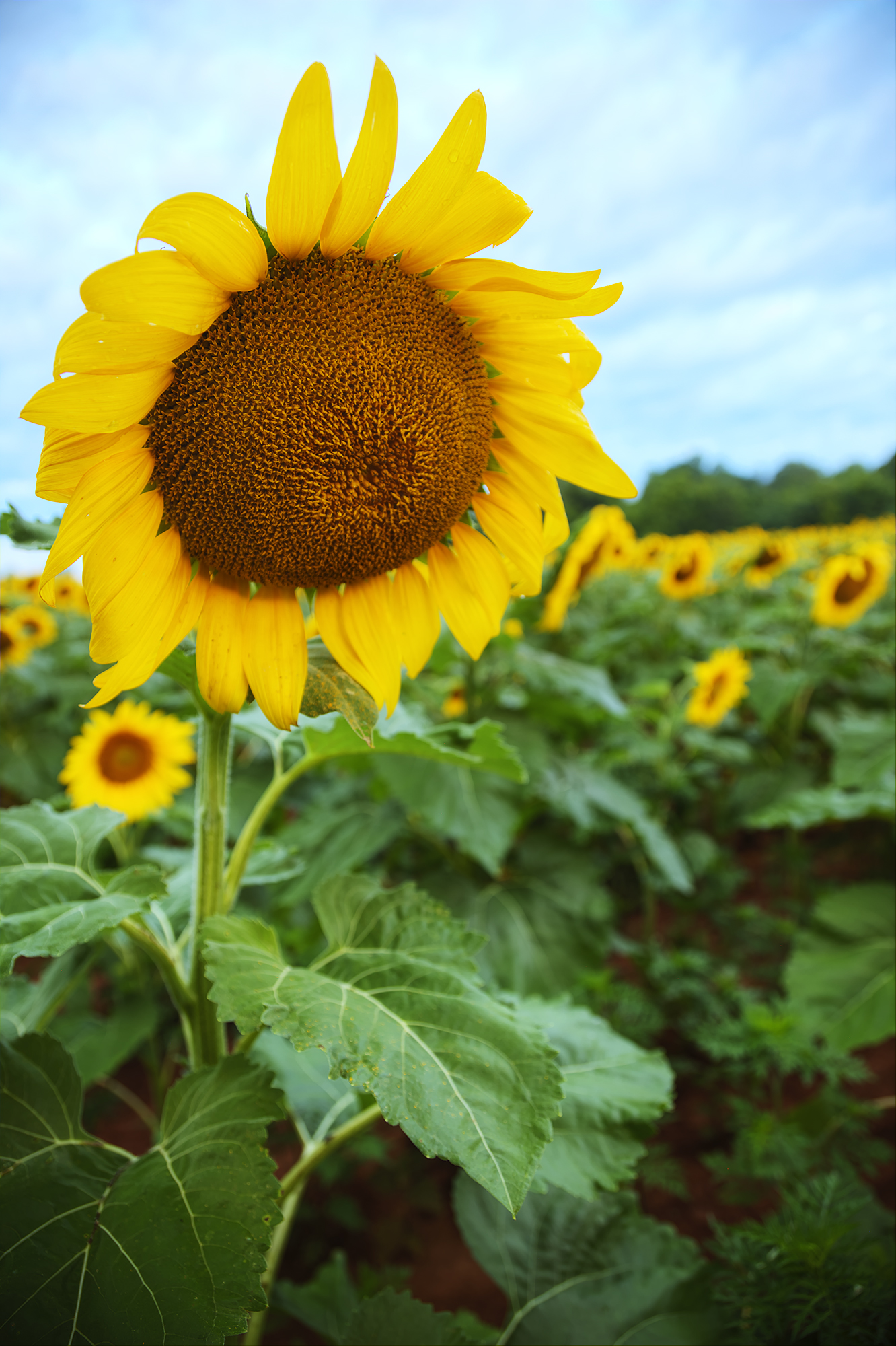 sunflowerfeild.jpg