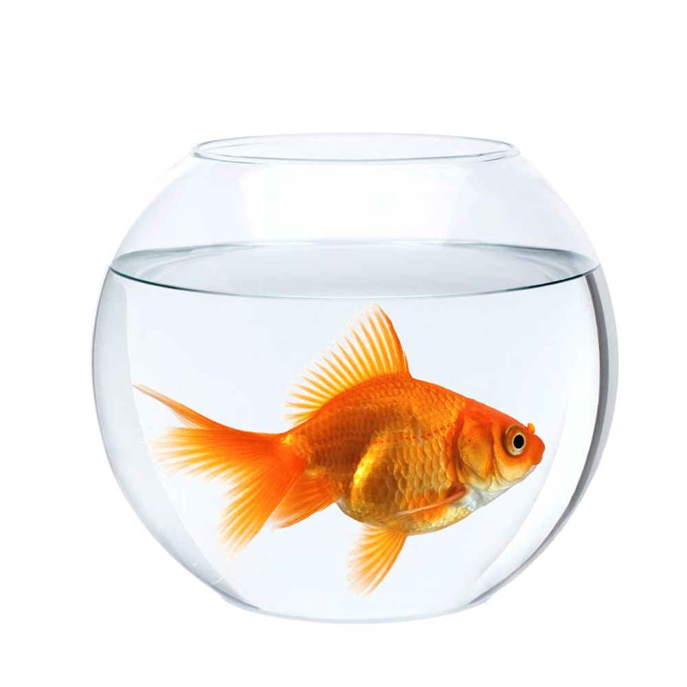 fish-bowl-small-size