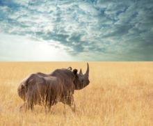 rhino