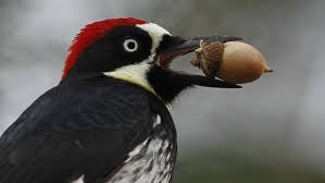 woodpecker